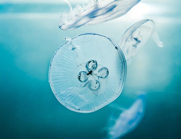 Janitorial & Sanitation